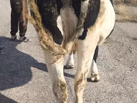Ng'ombe jike, Russian Black pied cattle — picha 8