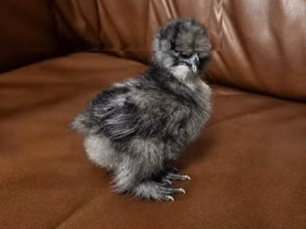 Seidenhuhn