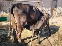 Kuh, Swedish red cattle — Foto 3
