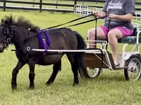 Hengst, Miniature horse — Foto 5
