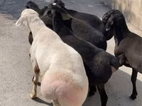 Ram, Sheep — photo 3