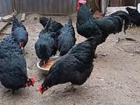 Australorp — photo 4