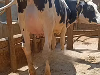 Kuh, Holstein-Rasse — Foto 1