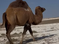 ناقة, Kazakh Bactrian camel — الصورة 1