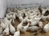 Leghorn — foto 1