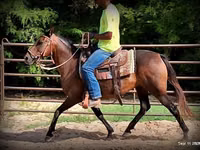 Farasi jike, Quarter Horse — picha 8
