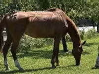 Stute, Polish pony — Foto 1