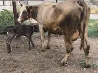 Ng'ombe jike, Simmental cattle — picha 6