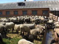 Schaf, Romanov sheep — Foto 2