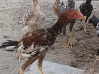 Chickens — picha 6