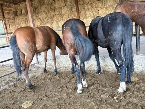 Caballo, Horse breed