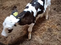 गाय, Russian Black pied cattle — फ़ोटो 4