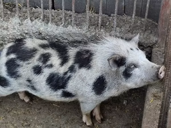 Хряк, Вьетнамская вислобрюхая