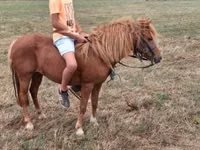母马, Horses — 照片 6