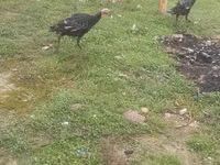 Guinea fowl — الصورة 3