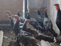 Turkeys — 照片 5