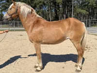 Farasi jike, Haflinger — picha 1