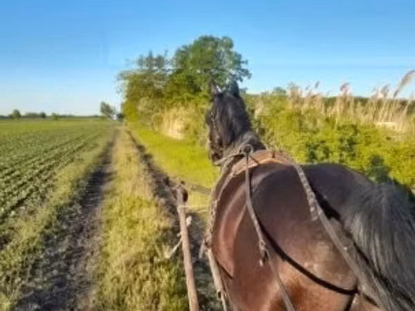 घोड़ा, Nonius horse