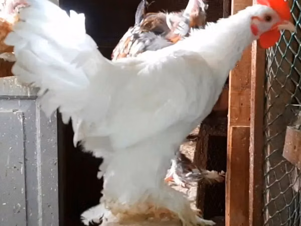 Chickens