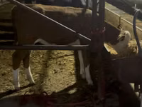 Bull, Simmental cattle — photo 2