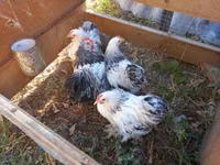 Bantam Pekín — foto 1