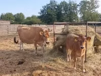 Cow, Jersey breed — photo 2