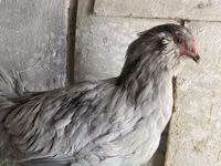 Ameraucana — photo 3