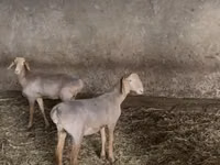 Schaf, Hissar sheep — Foto 2