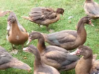 Ducks — picha 2