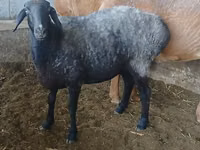 母羊, Sheep — 照片 6