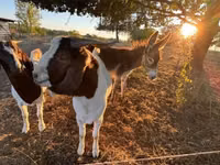 عنزة, Boer goat — الصورة 3