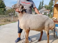 भेड़, Arashan sheep — फ़ोटो 1