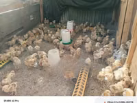 Chickens — 照片 3