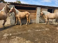 Yegua, Caballos — foto 7