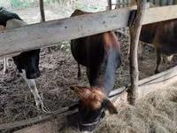 सांड, Russian Black pied cattle — फ़ोटो 2