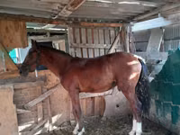 Yegua, Caballos — foto 3