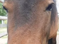 Yegua, American shetland pony — foto 1
