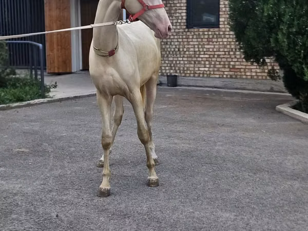 Farasi dume, Akhal-Teke