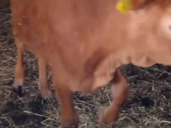 Cow, Limousin cow