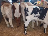 Bull, Cattle — photo 1