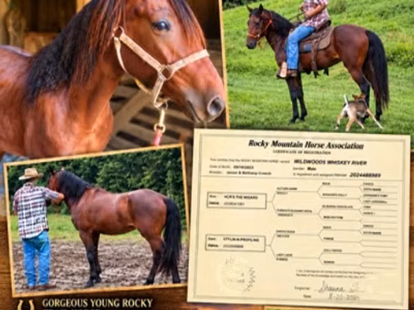 Hengst, Rocky Mountain Horse