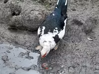 Ducks — الصورة 4