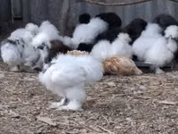 Danish hen — picha 1