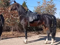 Hengst, French Trotter — Foto 6