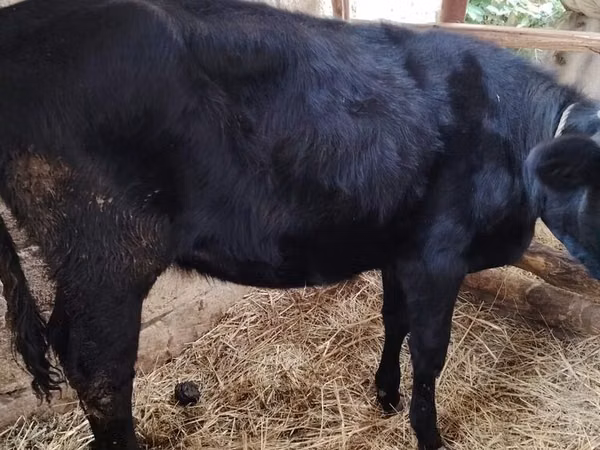 Cow, Holstein breed