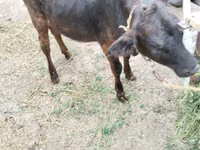 母牛, Cattle — 照片 7