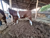 公牛, Simmental cattle — 照片 1