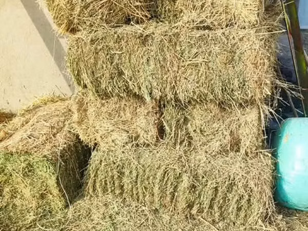 Клевер 70 шт
Второй укос 
330 сом за шт