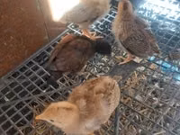 Chickens — picha 1