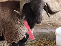 公羊, Blackheaded Persian sheep — 照片 4